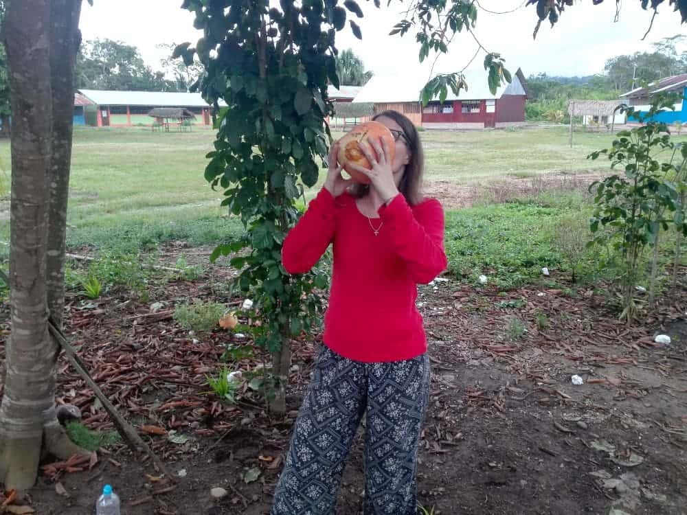 Fresh and Healthy - Coconut, Picked Directly from a Tree